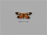 藏品(旭日穀蛾)的圖片